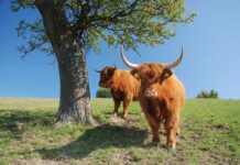 Ekofarma Lípa u Zlína