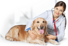 Veterinární ordinace – Slušovice, Dominik Gregořík