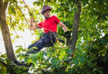 Stromy Thomas – odborný ořez stromů