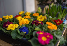 Jaro už klepe na dveře. AB květinářství na vizovickém náměstí rozkvetlo novými barvami