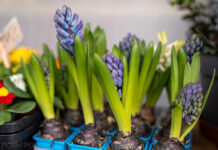 Jaro už klepe na dveře. AB květinářství na vizovickém náměstí rozkvetlo novými barvami